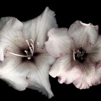 aprindtigara