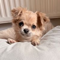 milotinylittlebabyboy