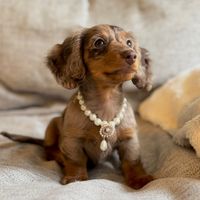 suziesausage_