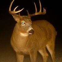 deers_in_caves