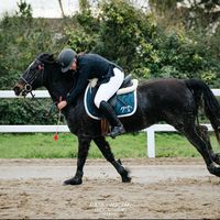 horse.12.3
