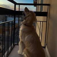 goldenluna18retriever