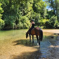 alicia._horse83