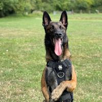 saiko__malinois