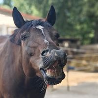 traumpferd_surprise