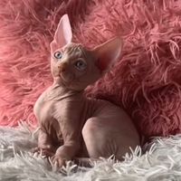 gatitosegipciossphynx