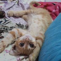 likeotaku1234