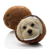 fado_the_dog0