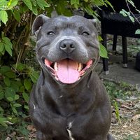 ozzy_thebluestaff