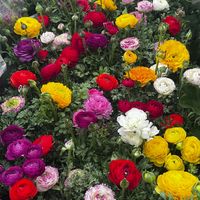 florileraiuluilumina