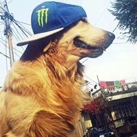 mlgmutt
