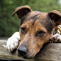 stormy.jackrussel