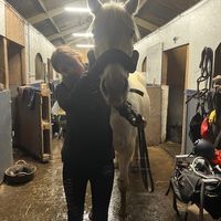 ams_equine