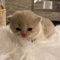 daritoscats