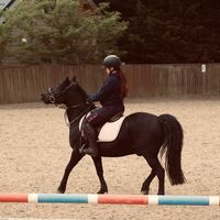 my.gelding.maverick1