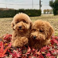 peggy_sweetpoodle