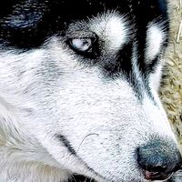 jack_maya0