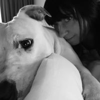 amstaff_and_more