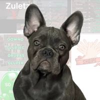 frenchie...lui