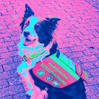 assistenzhund_chilijenny