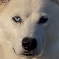 parti_eyed_blu