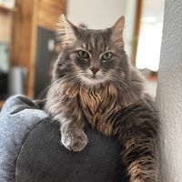 rambothecat28