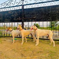 khokharhuntingclub402