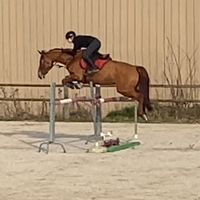 jeanne.hb.horse