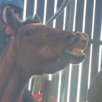 sweet_equi
