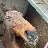 horse.acount2