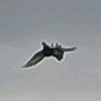 kuki86685