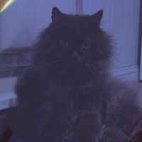 grumpy_cats_be_like