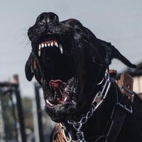 prada_.dobermann