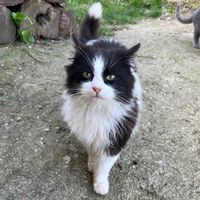 gatti.account