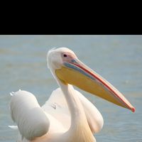 dragos.cireasa