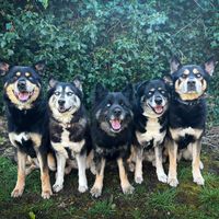 pawsome.fivesome