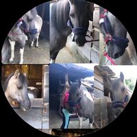 ash_horse62