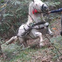 radoviciuionut