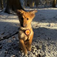 schaeferhundmixares