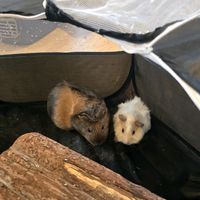 cocoaandmilkyway2025