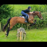 dgm_equestrian