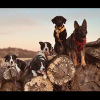 themworkingdogs