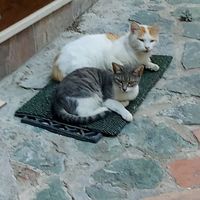 jein_blondie_85