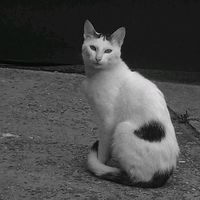 camille.flamant4