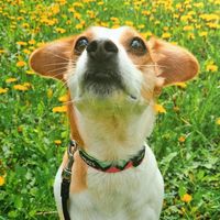 wagswithmira