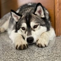 jackhuskymalamute