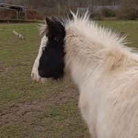 mai_et_cest_chevaux