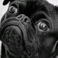 dascraazzyy