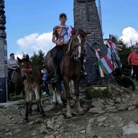 kokilik.bolondja