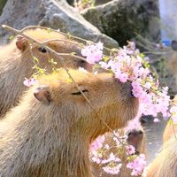 capybaraoriginal1